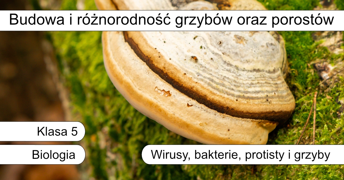 Quiz: Budowa i różnorodność grzybów oraz porostów