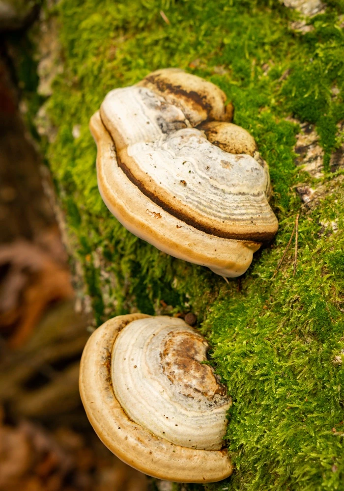 Quiz: Budowa i różnorodność grzybów oraz porostów