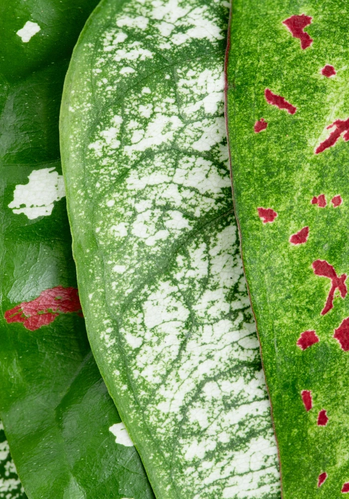 Quiz: Tkanki roślinne