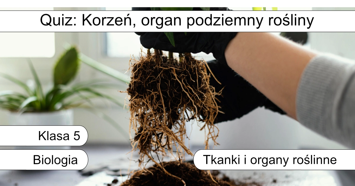 Quiz: Korzeń: organ podziemny rośliny