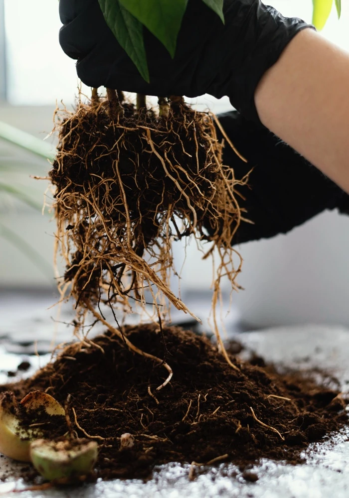 Quiz: Korzeń: organ podziemny rośliny