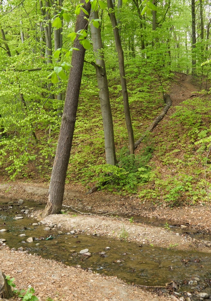 Quiz: Lasy strefy umiarkowanej