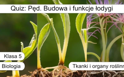 Quiz: Pęd. Budowa i funkcje łodygi
