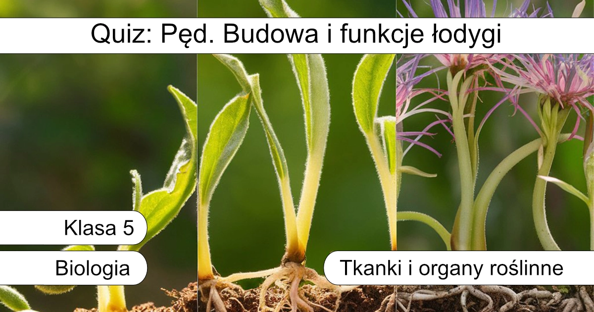 Quiz: Pęd. Budowa i funkcje łodygi