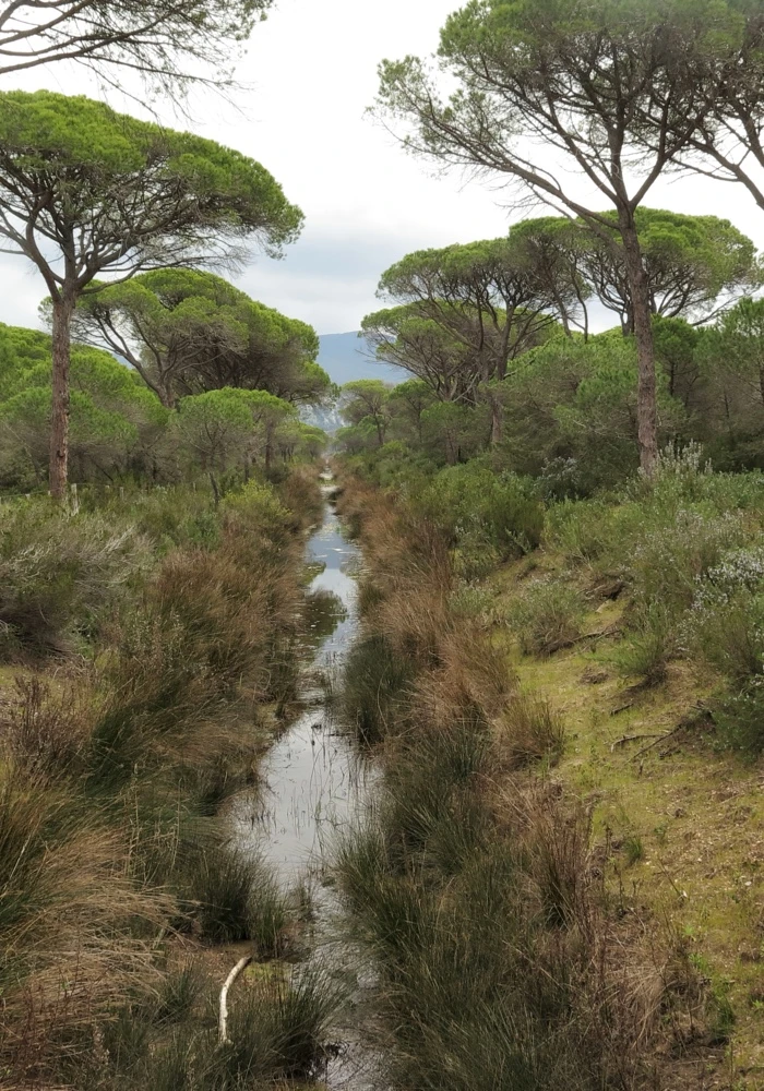 Quiz: Sawanna i step