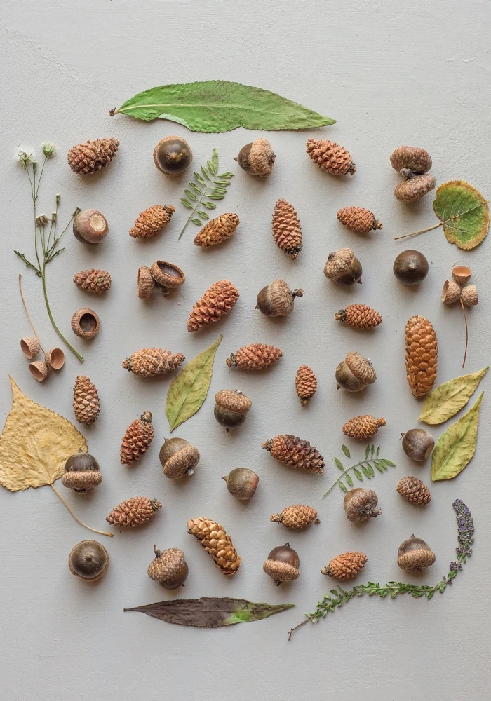 Quiz: Znaczenie i przegląd roślin okrytonasiennych