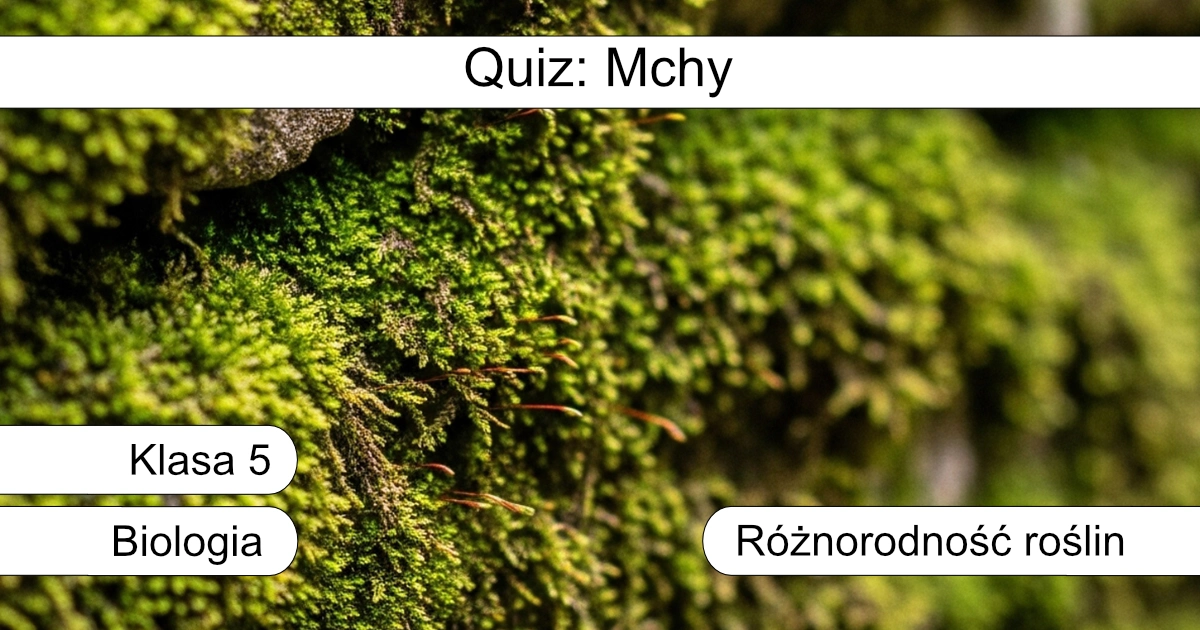 Quiz: Mchy
