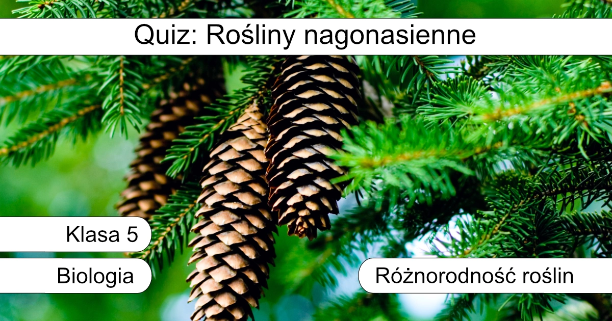 Quiz: Rośliny nagonasienne