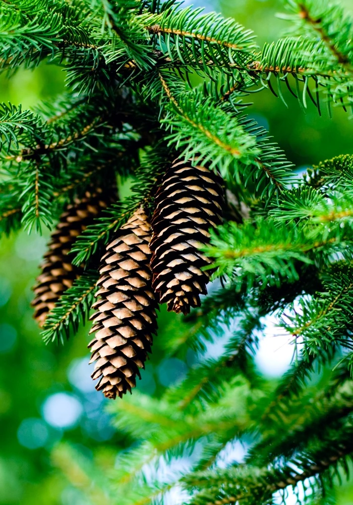 Quiz: Rośliny nagonasienne