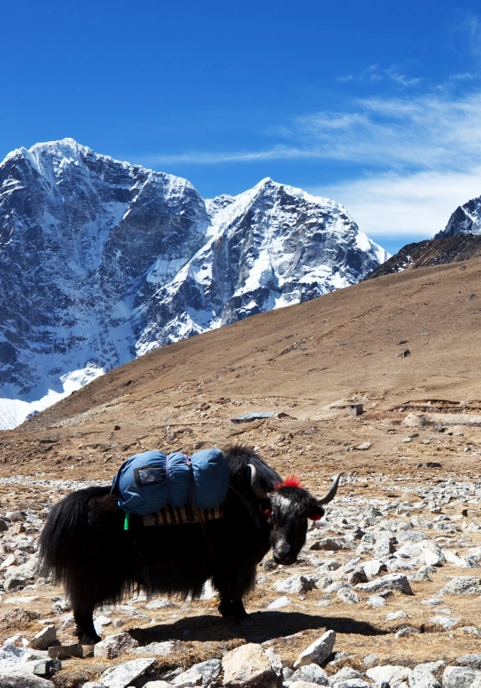 Quiz: Himalaje i ich mieszkańcy