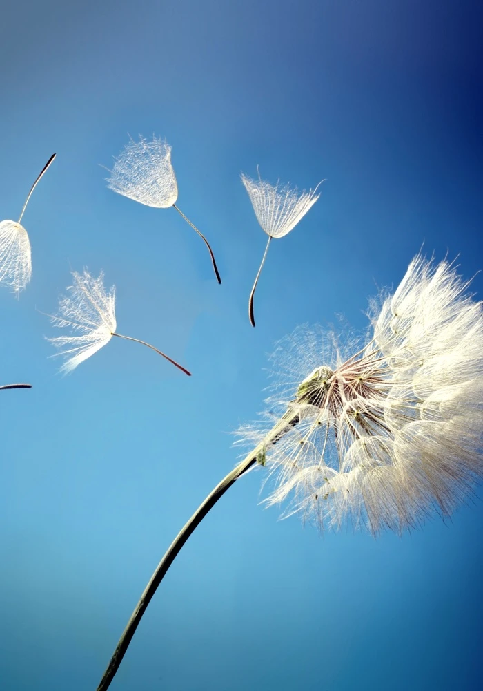 Quiz: Rozprzestrzenianie się roślin okrytonasiennych