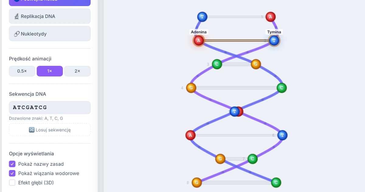 Symulacja: DNA i replikacja