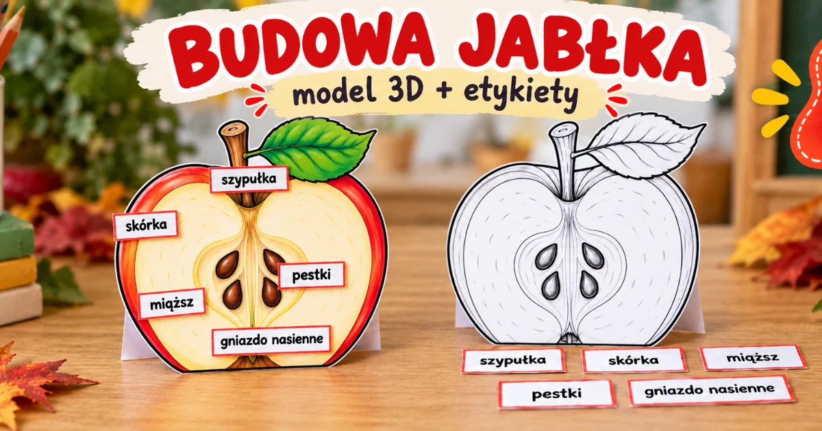 Model edukacyjny: Budowa jabłka