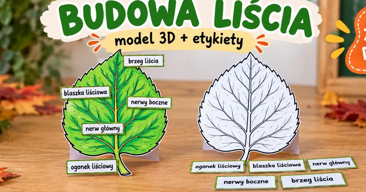 Model edukacyjny: Budowa liścia