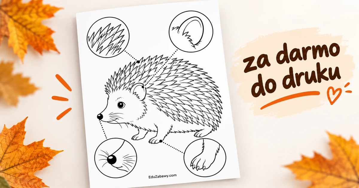 Poznajemy budowę jeża