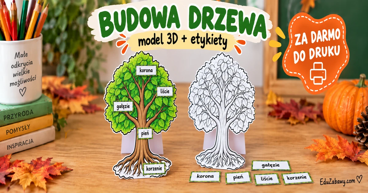 Model edukacyjny: Budowa drzewa