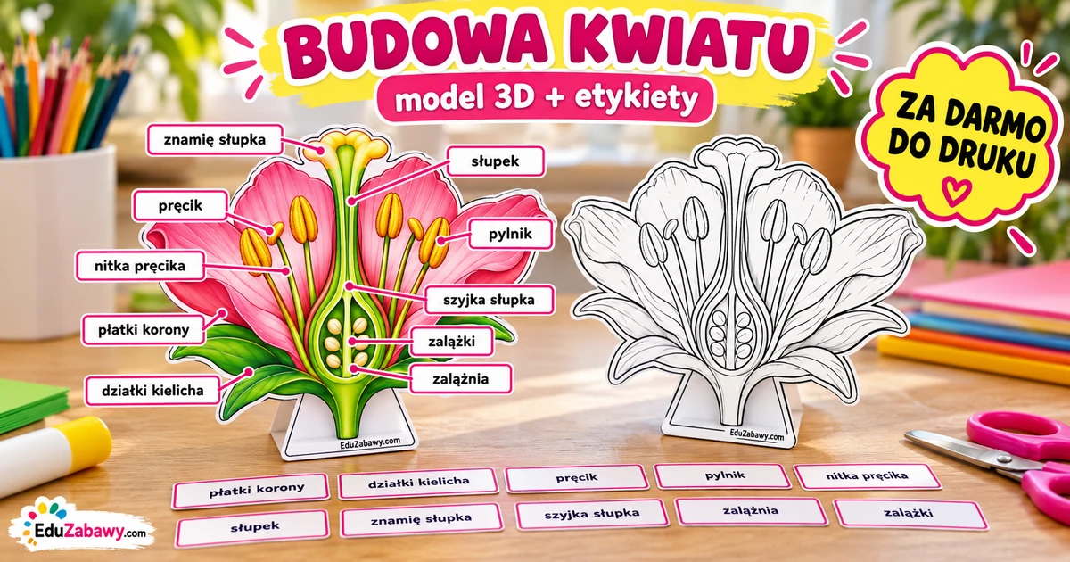 Model edukacyjny: Budowa kwiatu